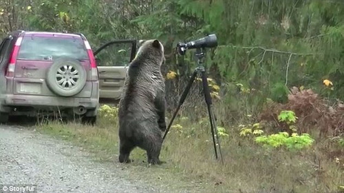 Gấu tiến lại gần máy quay và đứng lên nhìn vào ống kính.