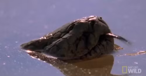 Trên lưỡi rắn cơ một cơ quan dùng để ngửi gọi là cơ quan Jacobson.