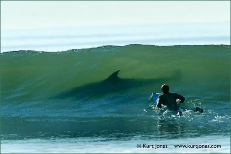 May mắn là cá heo lại đứng về phía chúng ta. Năm 2007, một đàn cá heo tự động hình thành vòng vây quanh tay lướt ván Todd Endris, cho phép anh ta có thời gian vào bờ sau khi bị đánh tơi tả bởi một con cá mập trắng lớn tại Monterey, California.