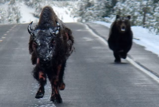 Đó là một con bò rừng bizon và một con gấu đen vĩ đại.