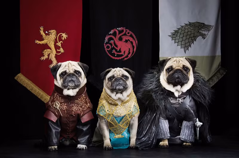 Được hóa trang vô cùng kỹ lưỡng, những chú chó bug này phút chốc biến thành những gương mặt quen thuộc đối với fan cuồng của Game of Thrones. Chỉ cần nhìn sơ qua cách phục trang, chắc hẳn ai cũng nhận ra ba nhân vật chính Tyrion Lannister, Daenerys Targaryen và Jon Snow.