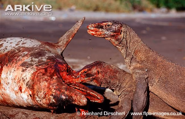 Vừa biết trèo cây, vừa biết bơi, biết lặn nên cá heo cũng khó có thể thoát khỏi cái miệng độc của rồng Komodo. Sau khi hạ gục con mồi, chúng lôi lên bờ để thưởng thức.