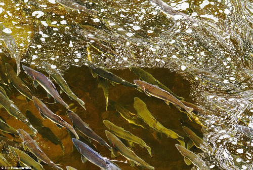 Đàn cá nhiều màu sắc tuyệt đẹp bơi theo dòng nước.