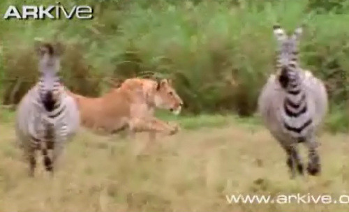 Nó lấy đà đuổi theo ngựa vằn.