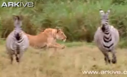 Nó lấy đà đuổi theo ngựa vằn.