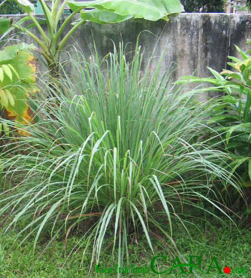 Ngoài tác dụng là gia vị trong các món ăn hàng ngày, hay dùng làm thuốc, sả còn có tác dụng đuổi rắn nữa. Theo kinh nghiệm dân gian, loài rắn rất sợ mùi của sả.