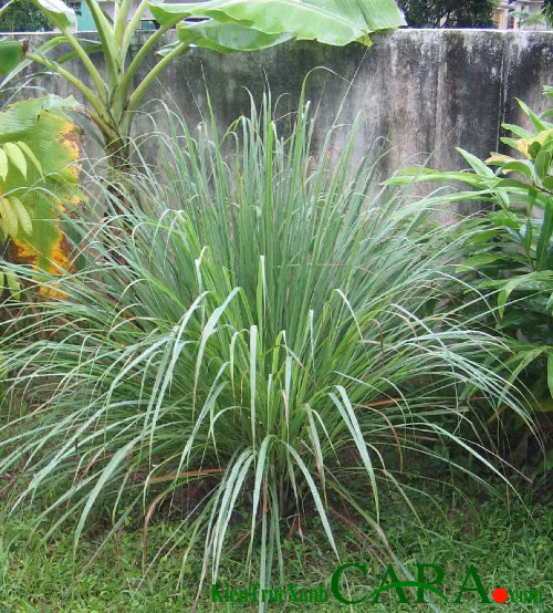 Ngoài tác dụng là gia vị trong các món ăn hàng ngày, hay dùng làm thuốc, sả còn có tác dụng đuổi rắn nữa. Theo kinh nghiệm dân gian, loài rắn rất sợ mùi của sả.