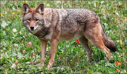 Chó sói đồng cỏ. Đây là một loài chó có họ gần gũi với chó sói và chó nhà, sống chủ yếu ở vùng Bắc Mỹ. Chúng là loài vật săn mồi sống theo bầy đàn số lượng ít.