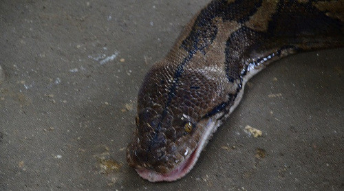 Một người phụ nữ bất ngờ bị trăn tấn công khi đang cố gắng cho nó uống thuốc. Con trăn dường như bị kích động và quấn chặt cổ người phụ nữ khiến cô bị chết ngạt.