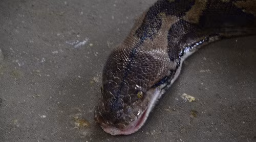 Một người phụ nữ bất ngờ bị trăn tấn công khi đang cố gắng cho nó uống thuốc. Con trăn dường như bị kích động và quấn chặt cổ người phụ nữ khiến cô bị chết ngạt.