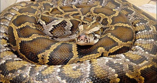 Trăn giết chết một sinh viên ở Venezuela. Con trăn mới của vườn thú Caracas còn chưa quen với môi trường sống ở đây nhưng một cậu sinh viên quá chủ quan khi bước vào lồng trăn và hậu quả là đã bị nó nghiền nát và bóp cổ đến chết.