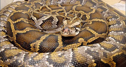 Trăn giết chết một sinh viên ở Venezuela. Con trăn mới của vườn thú Caracas còn chưa quen với môi trường sống ở đây nhưng một cậu sinh viên quá chủ quan khi bước vào lồng trăn và hậu quả là đã bị nó nghiền nát và bóp cổ đến chết.