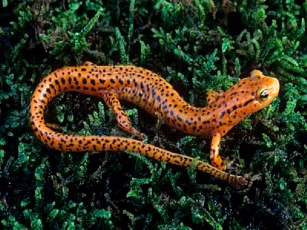 Sa giông có thể mọc lại tứ chi, tái tạo mắt, cột sống, não và các bộ phận khác trên cơ thể khi bộ phận đó bị hủy hoại.