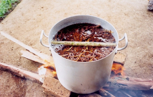 Hiện nay, Ayahuasca được sử dụng như một loại thuốc chữa trầm cảm nhưng chỉ dành cho những ca gần như vô phương cứu chữa.