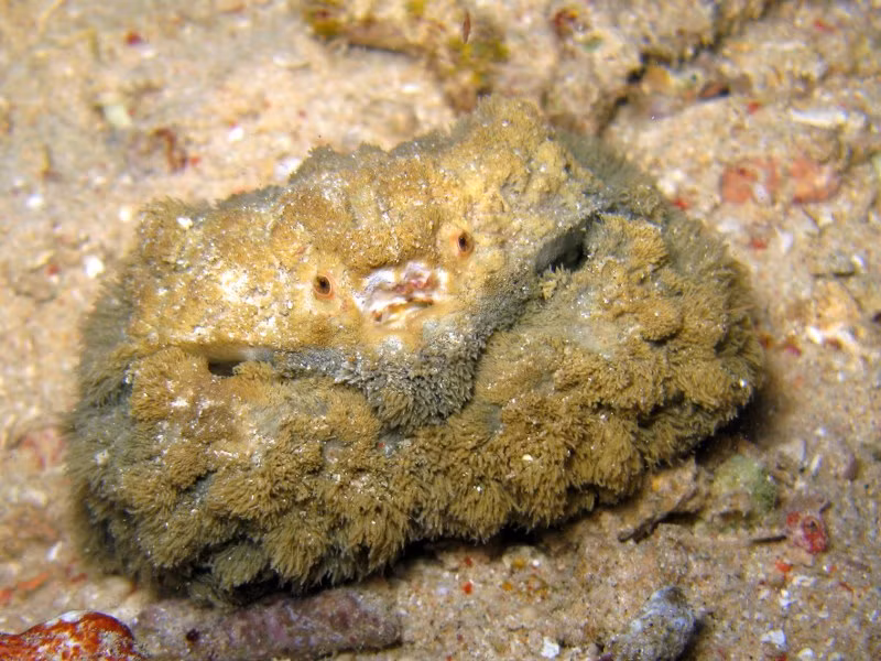 Lớp lông này hết sức hữu ích trong việc giúp cua náu mình hoàn hảo ngay trên những tảng đá xù xì trước mắt kẻ thù.