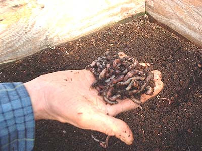 Lợi nhuận từ việc bán giun khá “hời” nên nhiều nông dân đã lập hẳn các trang trại chuyên nuôi giun và bán ra thị trường.