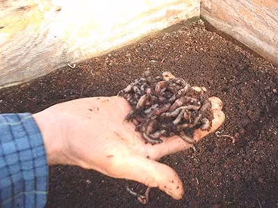 Lợi nhuận từ việc bán giun khá “hời” nên nhiều nông dân đã lập hẳn các trang trại chuyên nuôi giun và bán ra thị trường.