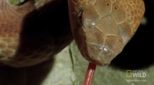 Cơ quan Jacobson bao gồm hai túi trống nhỏ ở trên nướu miệng của rắn.