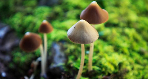  Nấm ma thuật có thể thay đổi tính cách con người. Một nghiên cứu của các nhà tâm lý học cho biết, sau khi ăn nấm ma thuật khoảng 14 tháng, con người trở nên cởi mờ hơn, sáng tạo hơn.