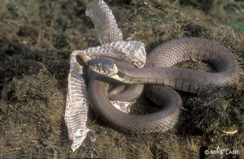 Hoạt động lột xác có tác dụng kiểm soát nội tiết tố bên trong cơ thể giúp rắn lớn lên.