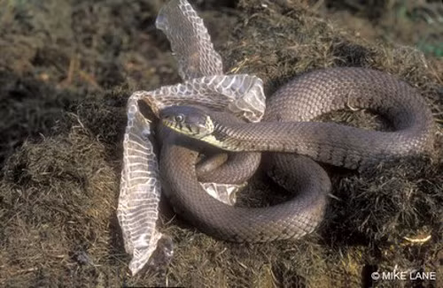 Hoạt động lột xác có tác dụng kiểm soát nội tiết tố bên trong cơ thể giúp rắn lớn lên.