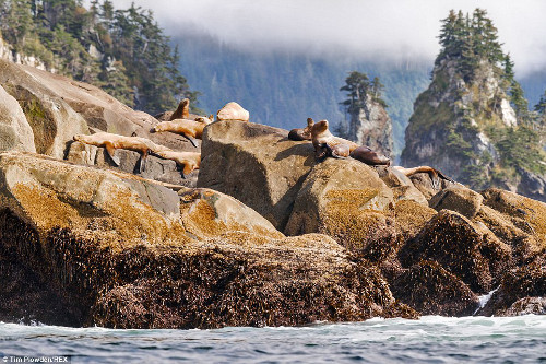 Sư tử biển nằm phơi nắng trên tảng đá.