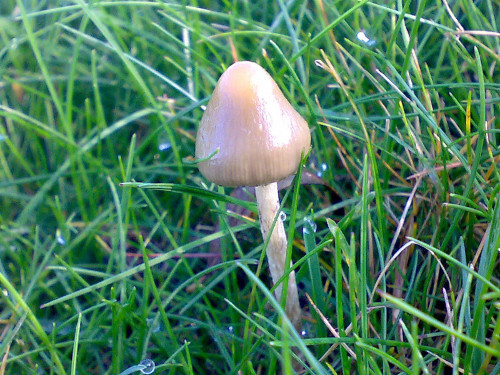 Các nhà khoa học đã thí nghiệm với loài chuột. Sau khi ăn nấm ma thuật, chuột dường như không thấy ghê sợ khi gặp cú sốc điện.