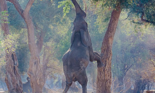 Đột nhiên nó nhắc hai chân trước lên thân cây và đứng thẳng bằng hai chân sau...