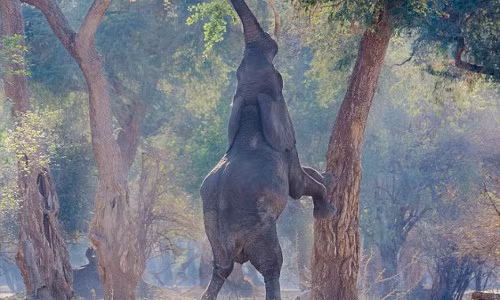 Đột nhiên nó nhắc hai chân trước lên thân cây và đứng thẳng bằng hai chân sau...