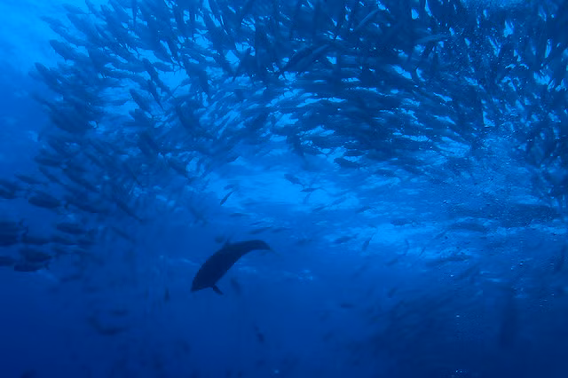 Cách bờ biển Thái Bình Dương của Costa Rica 480km là đảo Cocos được bao phủ bởi rừng rậm và không có người ở. Khách du lịch chỉ được phép lên bờ nếu được sự đồng ý của Costa Rica Park Rangers - những người duy nhất được phép sinh sống trên đảo.