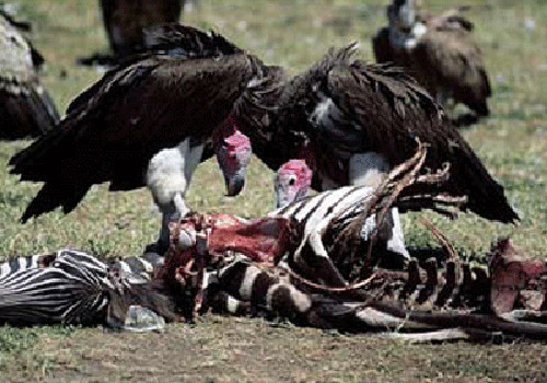 Kền kền là nhóm các loài chim nổi tiếng vì tập tính ăn xác chết động vật. Chúng tìm xác chết bằng thị giác và khứu giác.