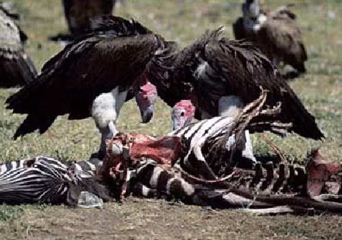 Kền kền là nhóm các loài chim nổi tiếng vì tập tính ăn xác chết động vật. Chúng tìm xác chết bằng thị giác và khứu giác.