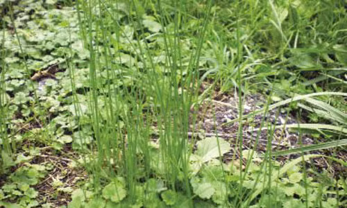 Cây nén. Đây là loài cây thuộc họ hành, tinh dầu trong củ, lá của cây có mùi thanh và cay hơn so với hành hoặc tỏi nên khi ngửi được mùi từ xa là các loài rắn đã tìm cách lẩn tránh và không dám đến gần.