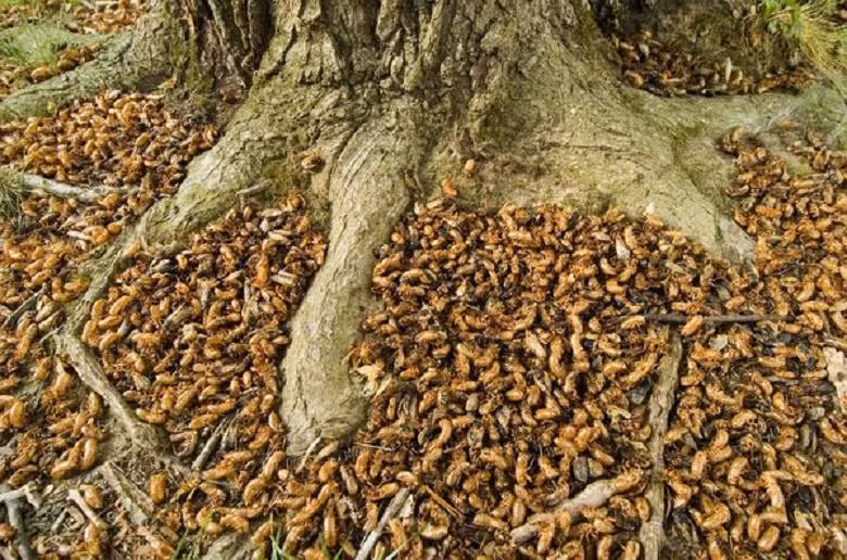 Các nhà nghiên cứu ước tính, có khoảng 30-1.000 tỷ con ve sầu trong mỗi cuộc xâm lược với chu kỳ từ 13-17 năm/lần tại bờ biển phía đông nước Mỹ. Hãy thử tưởng tượng xem khi tất cả chúng đều cất tiếng kêu.