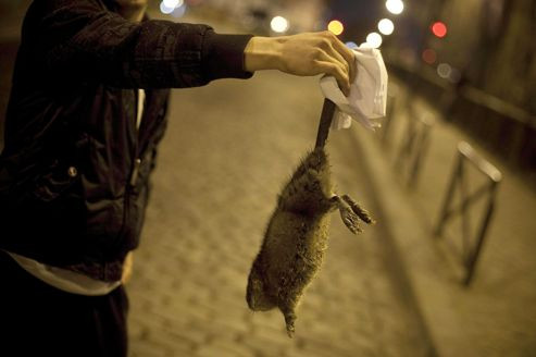 Năm 2008, dân số chuột tại Paris “cán mốc” 8 triệu con - gấp 4 lần số dân cư đang sinh sống tại thủ đô tráng lệ này.