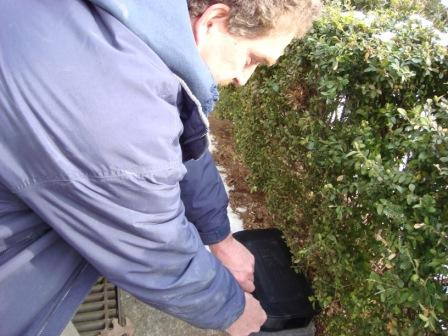 Boston (Massachusetts, Mỹ) từng phải lập riêng một dự án để tiêu diệt chuột trong thành phố, nhưng khi dự án này vừa cạn tiền thì chuột lại hoành hành trở lại.