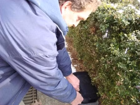 Boston (Massachusetts, Mỹ) từng phải lập riêng một dự án để tiêu diệt chuột trong thành phố, nhưng khi dự án này vừa cạn tiền thì chuột lại hoành hành trở lại.