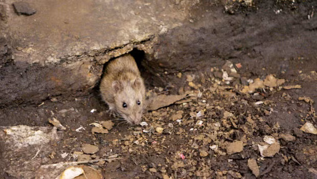 Choáng ngợp trước sự xa hoa, sầm uất của New York khiến nhiều người cảm thấy không thể tin khi biết được nơi đây cũng là một trọng cứ của đoàn quân chuột.