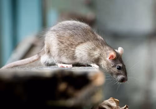 Thủ đô London của Anh không chỉ đông đúc chuột mà chuột ở đây dường như càng ngày càng phát tướng.