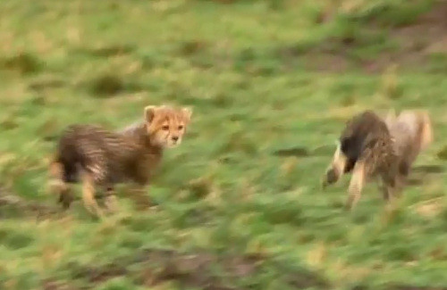 Thấy động, đàn báo con chạy ra xa.