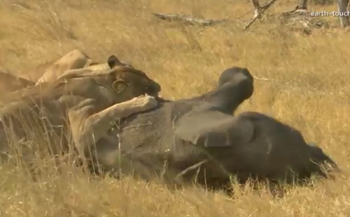 Rồi cả bầy sư tử cùng lao tới vật ngã voi con.