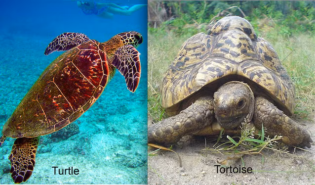 Đều thuộc họ Chelonia nhưng rùa biển (bên trái) và rùa cạn sống ở 2 môi trường hoàn toàn đối lập nhau. Quan sát kỹ, bạn cũng có thể nhìn thấy một số điểm khác biệt ở cấu trúc mai và chân của 2 cá thể.