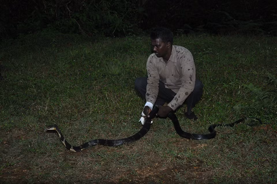 Mặc dù tay bị thương nhưng anh vẫn cố gắng mang rắn trở về với môi trường tự nhiên của chúng ngay trong khoảng thời gian mà anh cho là hợp lý.