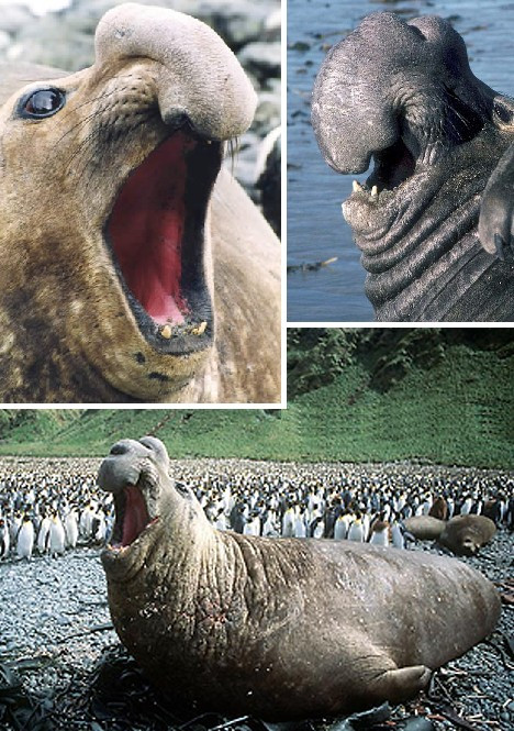 Bên cạnh kích thước khổng lồ, hải cẩu voi còn có thể khiến đối thủ khiếp sợ bằng cách thổi phồng cơ thể và âm thanh bằng chiếc mũi vô cùng lợi hại.