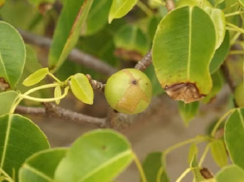 Manchineel có loại nhựa màu trắng vô cùng độc và có tính ăn da. Chỉ một giọt cũng có thể gây mụn nước ngoài da, viêm da, sưng tấy hoặc bỏng. Vỏ cây chứa chất độc mà khi bị tác động sẽ tỏa ra loại khói độc hại, khiến đối phương nhanh chóng trúng độc, dễ dẫn đến mù lòa.