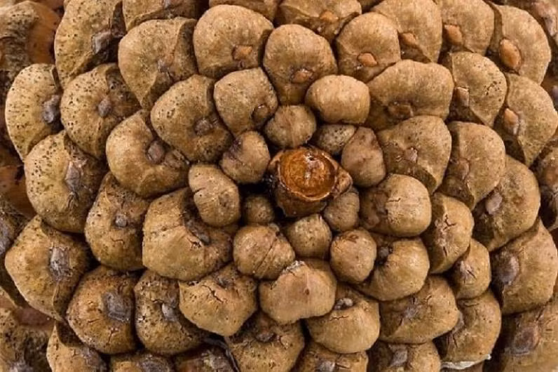 Tương tự, khi quan sát một hạt thông, bạn cũng sẽ nhanh chóng nhận ra rằng: số đường xoắn ốc theo các hướng khác nhau luôn là các cặp số thuộc dãy số bí ẩn.