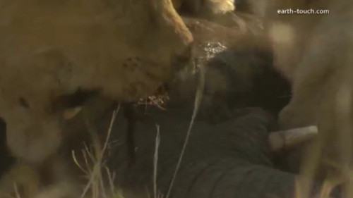 Rồi đến mắt voi.