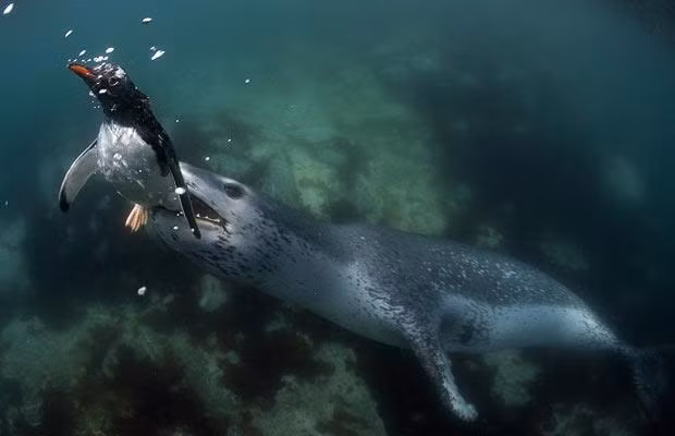 Dù là “thợ lặn siêu đẳng” nhưng so với kẻ đi săn, cánh cụt còn kém xa nên thường xuyên phải trả giá bằng mạng sống.