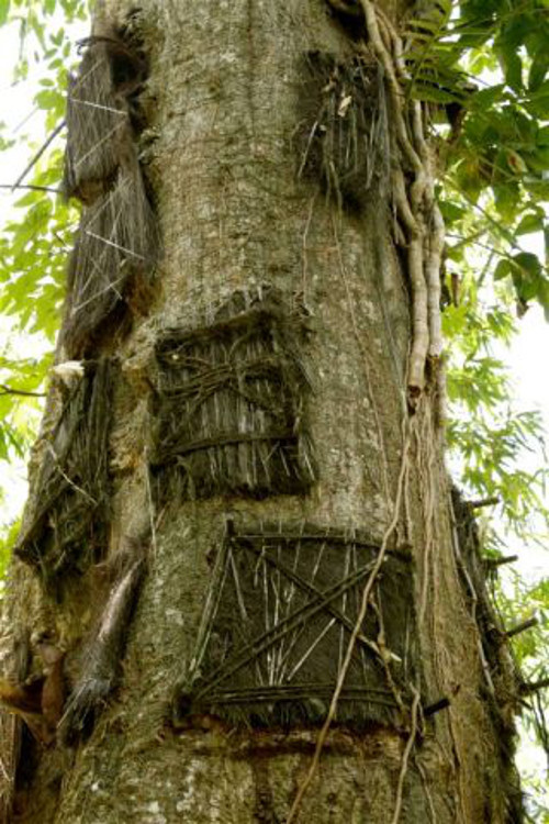 Chôn cất trên thân cây. Ở vùng Tana Toraja, Indonesia có phong tục chôn cất những em bé chết trẻ trên thân cây khá kỳ quặc. Đây là nơi an nghỉ cuối cùng cho những em bé qua đời khi chưa mọc răng. Người mẹ thường quấn cho bé một miếng vải rồi chôn cất em vào giữa thân cây và niêm phong lại.
