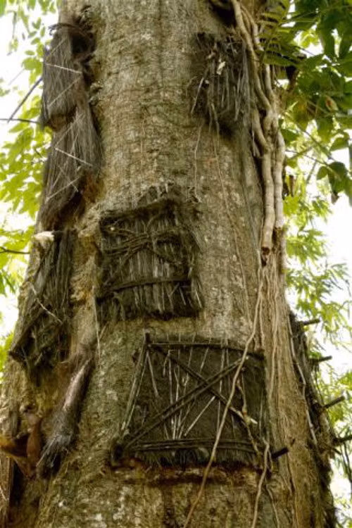 Chôn cất trên thân cây. Ở vùng Tana Toraja, Indonesia có phong tục chôn cất những em bé chết trẻ trên thân cây khá kỳ quặc. Đây là nơi an nghỉ cuối cùng cho những em bé qua đời khi chưa mọc răng. Người mẹ thường quấn cho bé một miếng vải rồi chôn cất em vào giữa thân cây và niêm phong lại.